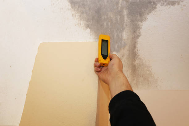 Mold Remediation for Rental Properties in Fairview Park, OH