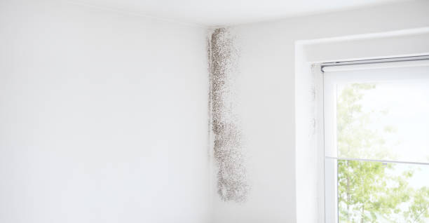 Best Attic Mold Removal  in Fairview Park, OH